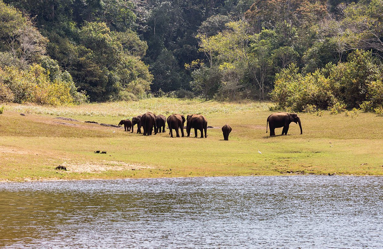 Elephants enjoying in Thekkady, Kerala image by Manu M Nair