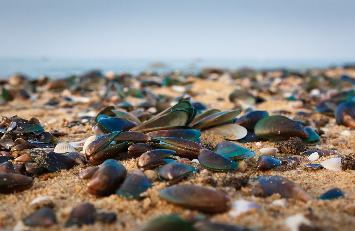 Seashells scattered around a beach near Kochi