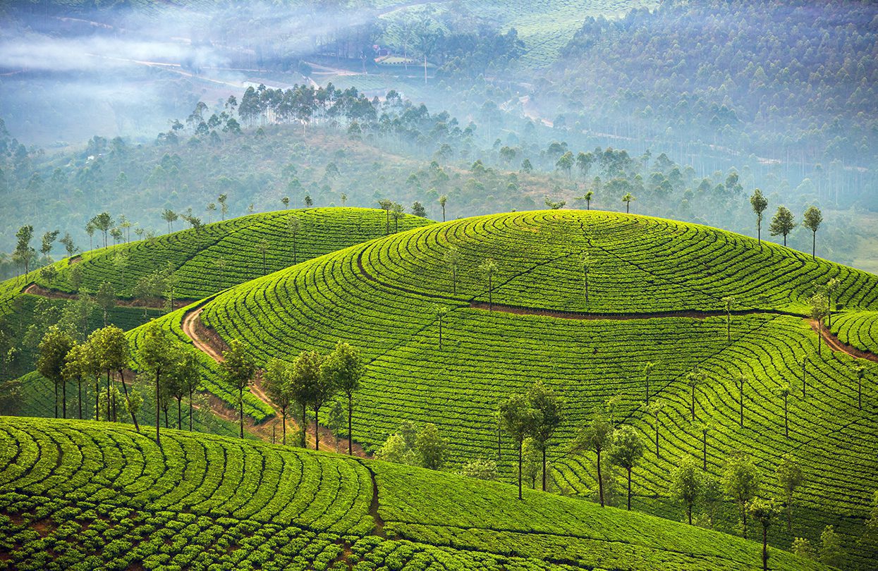 Tea plantations in Munnar, Kerala, image by Alexander Mazurkevich