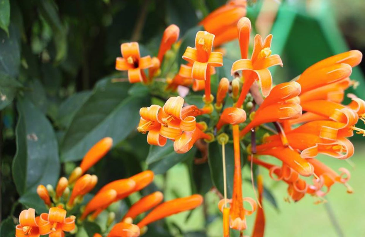 Flowers blooming in Thekkady