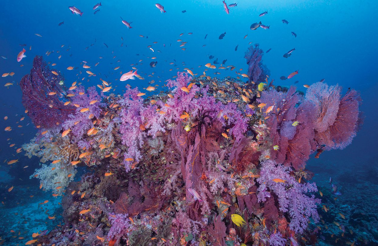 Diving Bligh Waters, image by Markus Roth