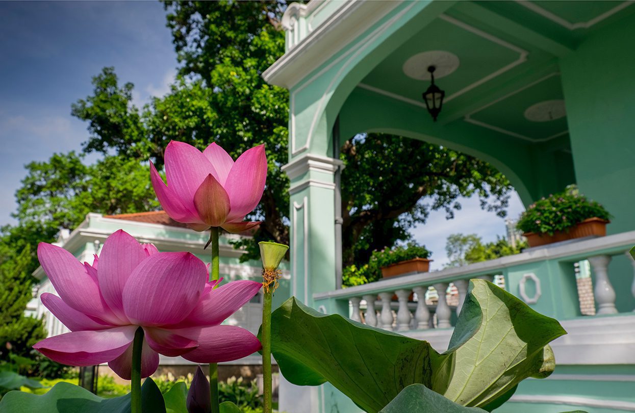 The Taipa Houses–Museum is a beautiful collection of old colonial houses in Taipa where there is also a large picturesque lotus pond