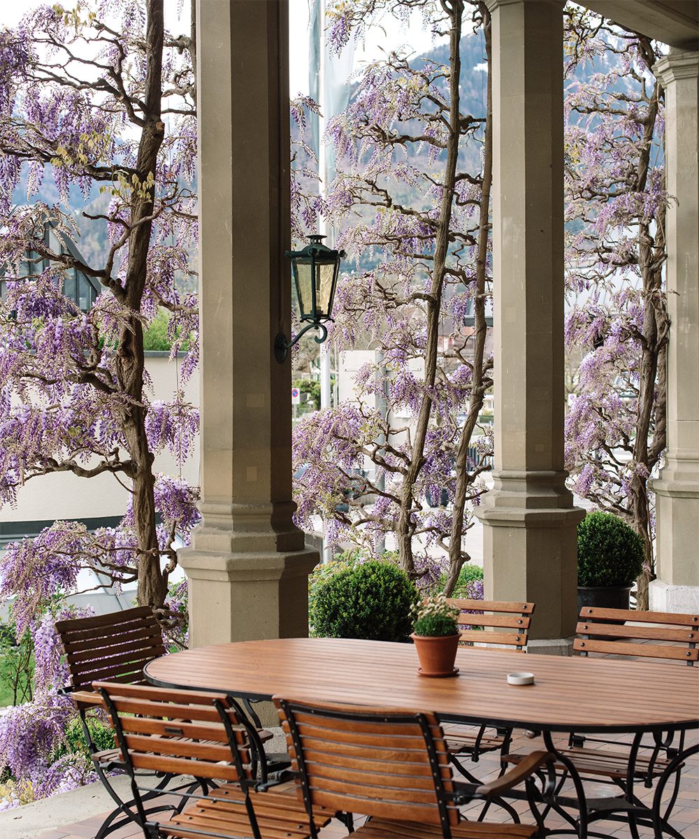 Wisteria blossoms outside the Victoria- Jungfrau Grand Hotel & Spa