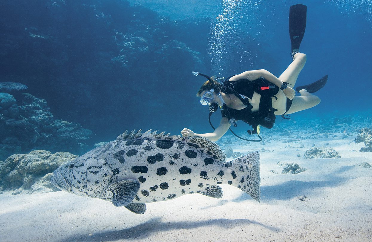 Dive with the fishes on Lizard Island