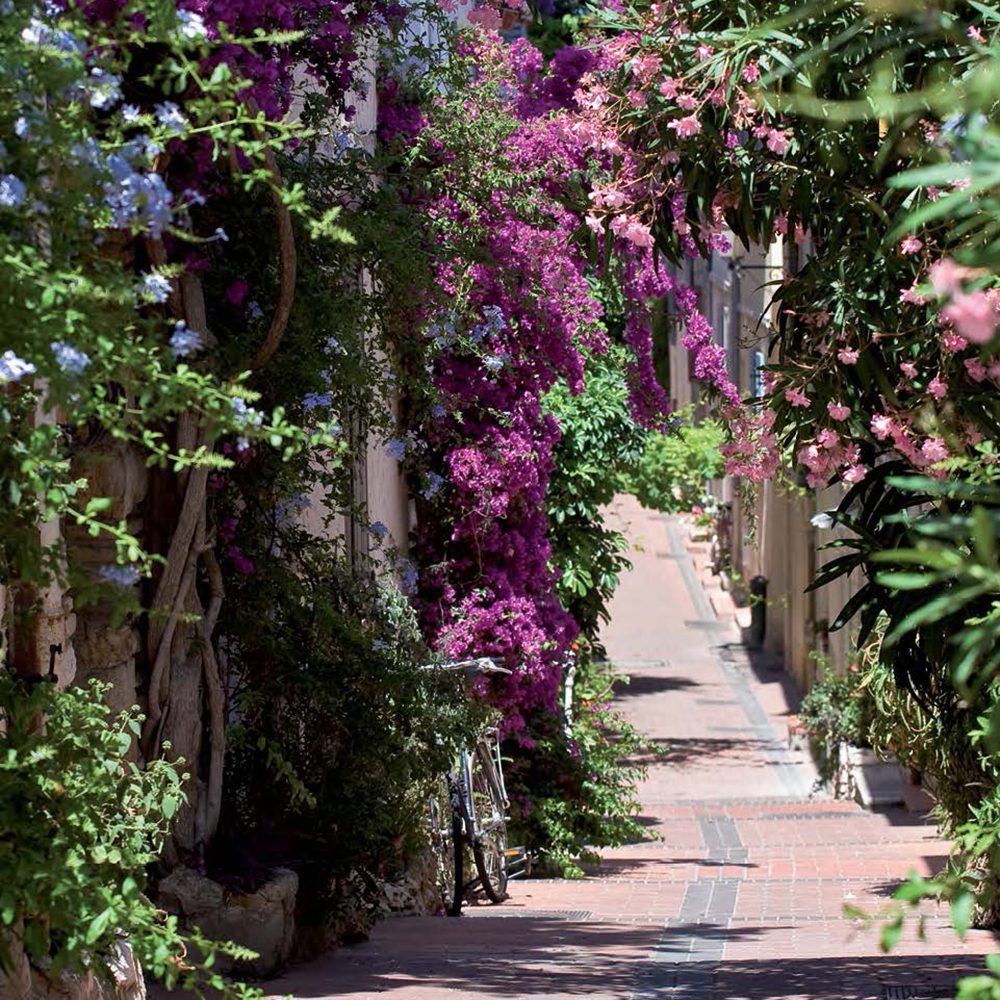 Bougainvillea in Juan les Pins