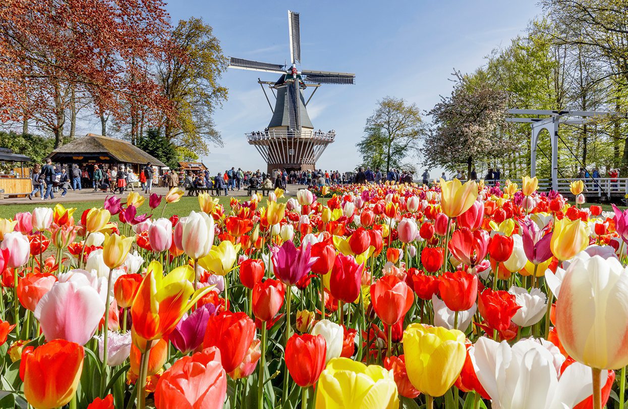 Keukenhof Windmill and Tulips -Laurens Lindhout-Rechtenvrij