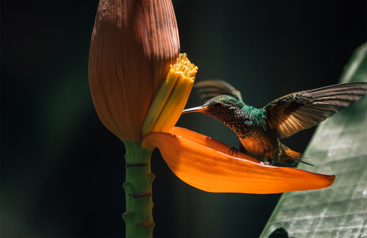 Explore the diversity of this Panama island ecosystem