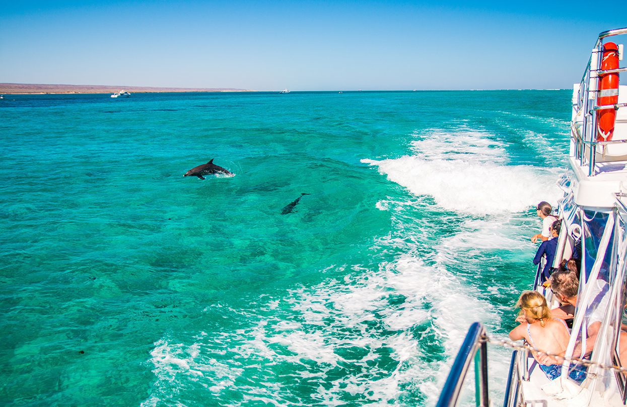 Dolphins in Ningaloo Reef by Pip Harwood for Ocean Eco Adventures, Coral Coast Tourism