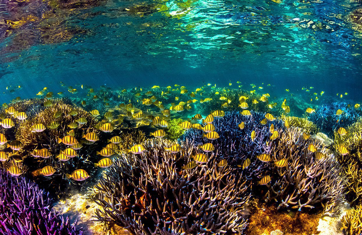 School of fish at Coral Bay - Ningaloo Reef by Migration Media, Coral Coast Tourism