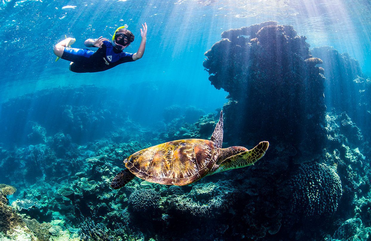 Snorkeling with Turtle at Coral Bay - Ningaloo Reef by Migration Media, Coral Coast Tourism