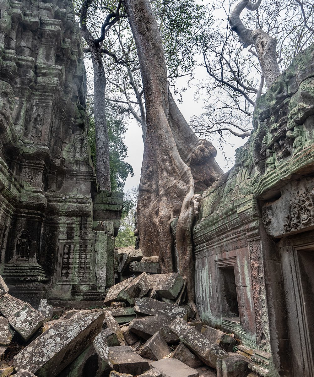 Tree roots growing in and around the ruins of Ta Prohm Temple