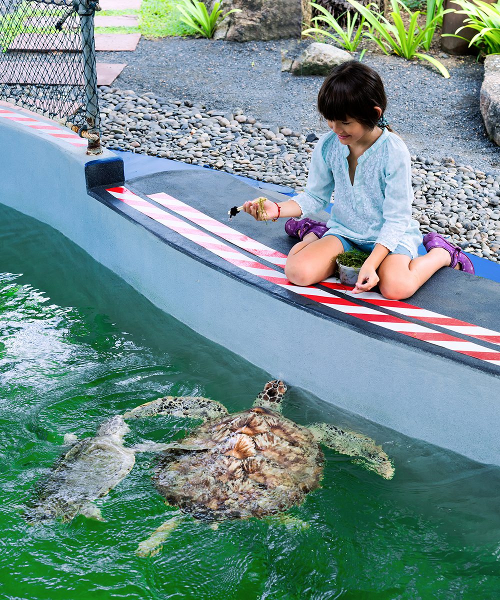 JW Marriott Phuket Resort & Spa - Turtle Shelter
