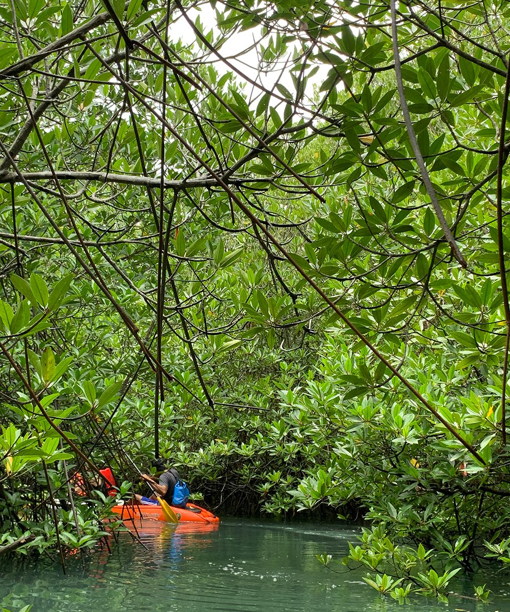 Kayaking in mangroves in Phuket