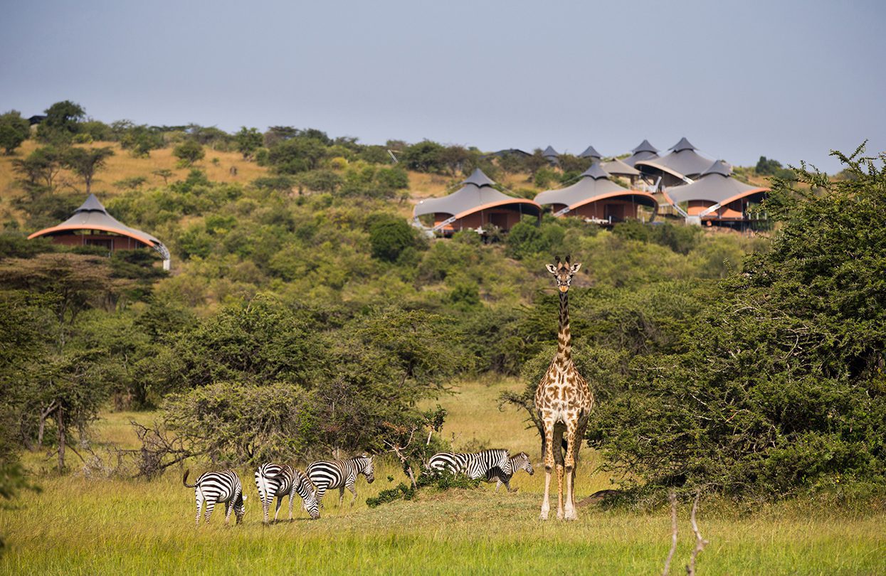 Mahali mzuri giraffe in front of camp