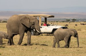 Mahali Mzuri game vehicle elephants