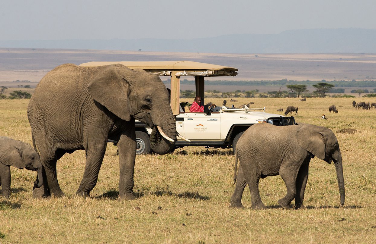 Mahali mzuri game vehicle elephants