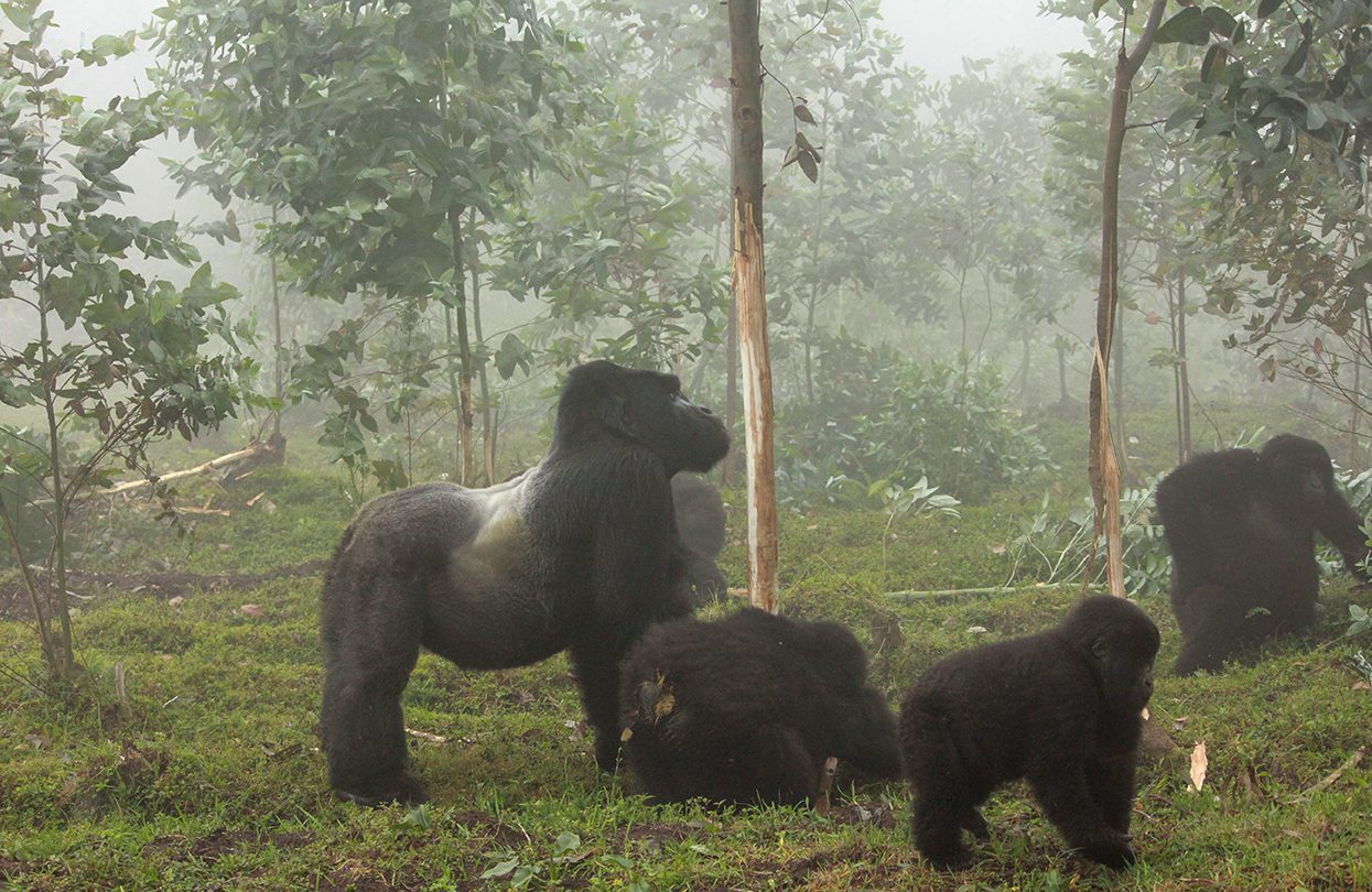 Gorillas in their natural habitat in Rwanda