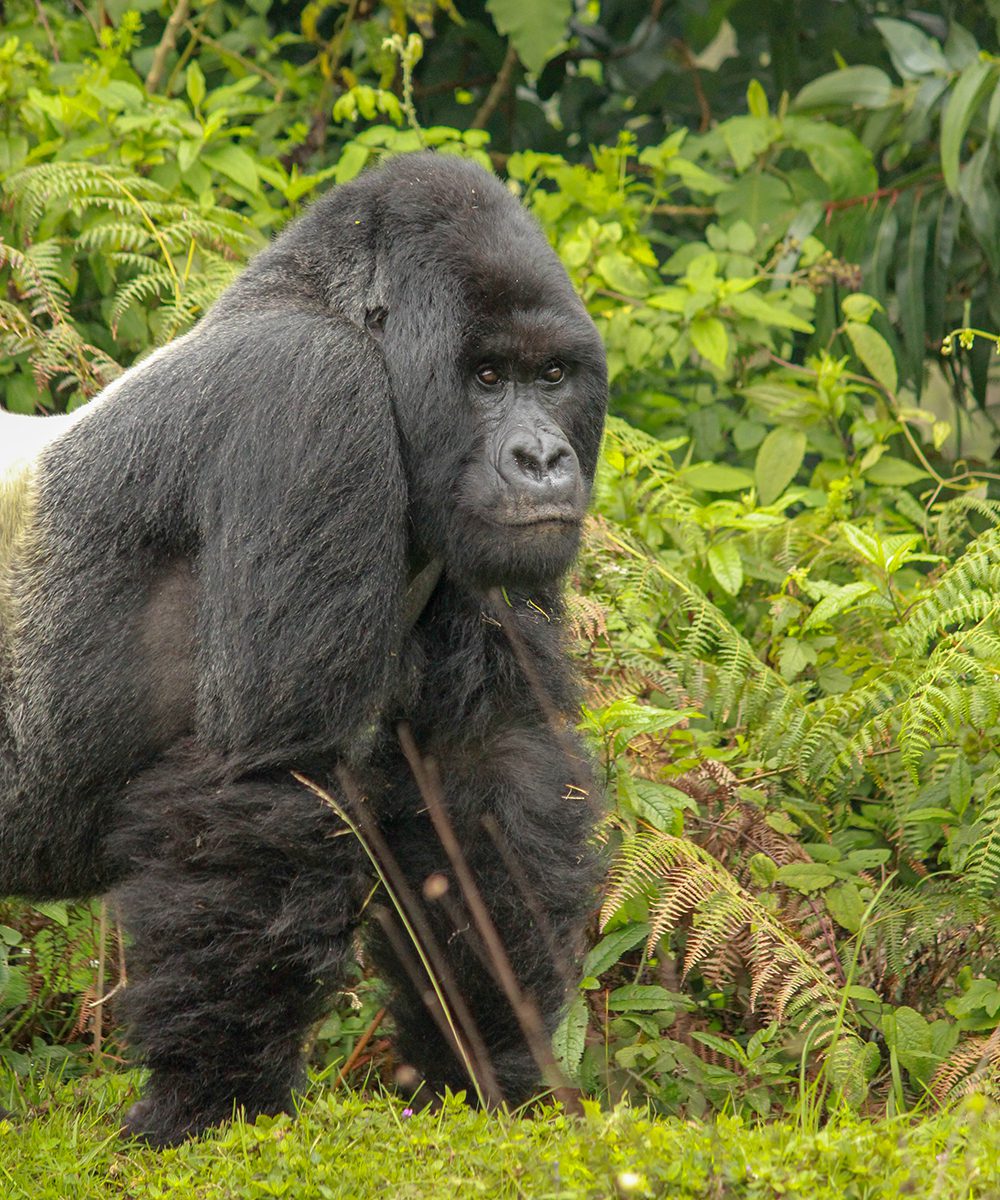 Gorillas near KATAZA HOUSE,KWITONDA LODGE