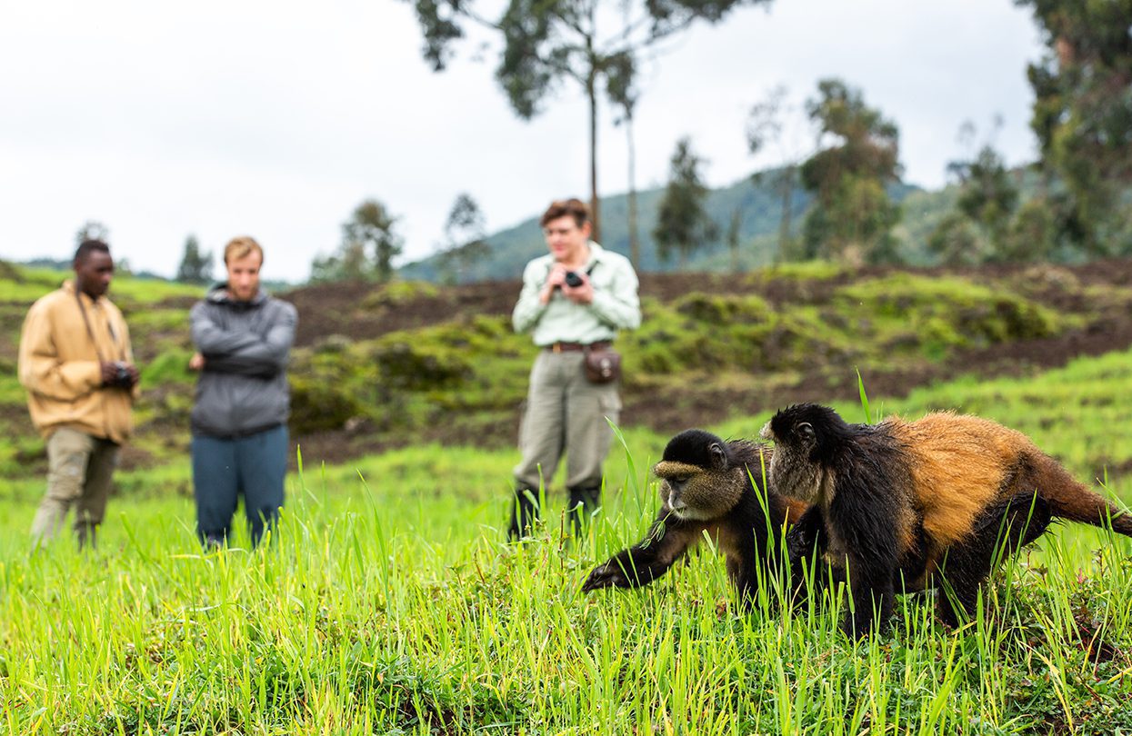 Golden monkey trek