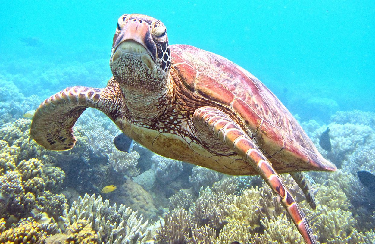 Sea Turtle off Low Isle, Great Barrier Reef, QLD, credit Tourism Port Douglas and Daintree