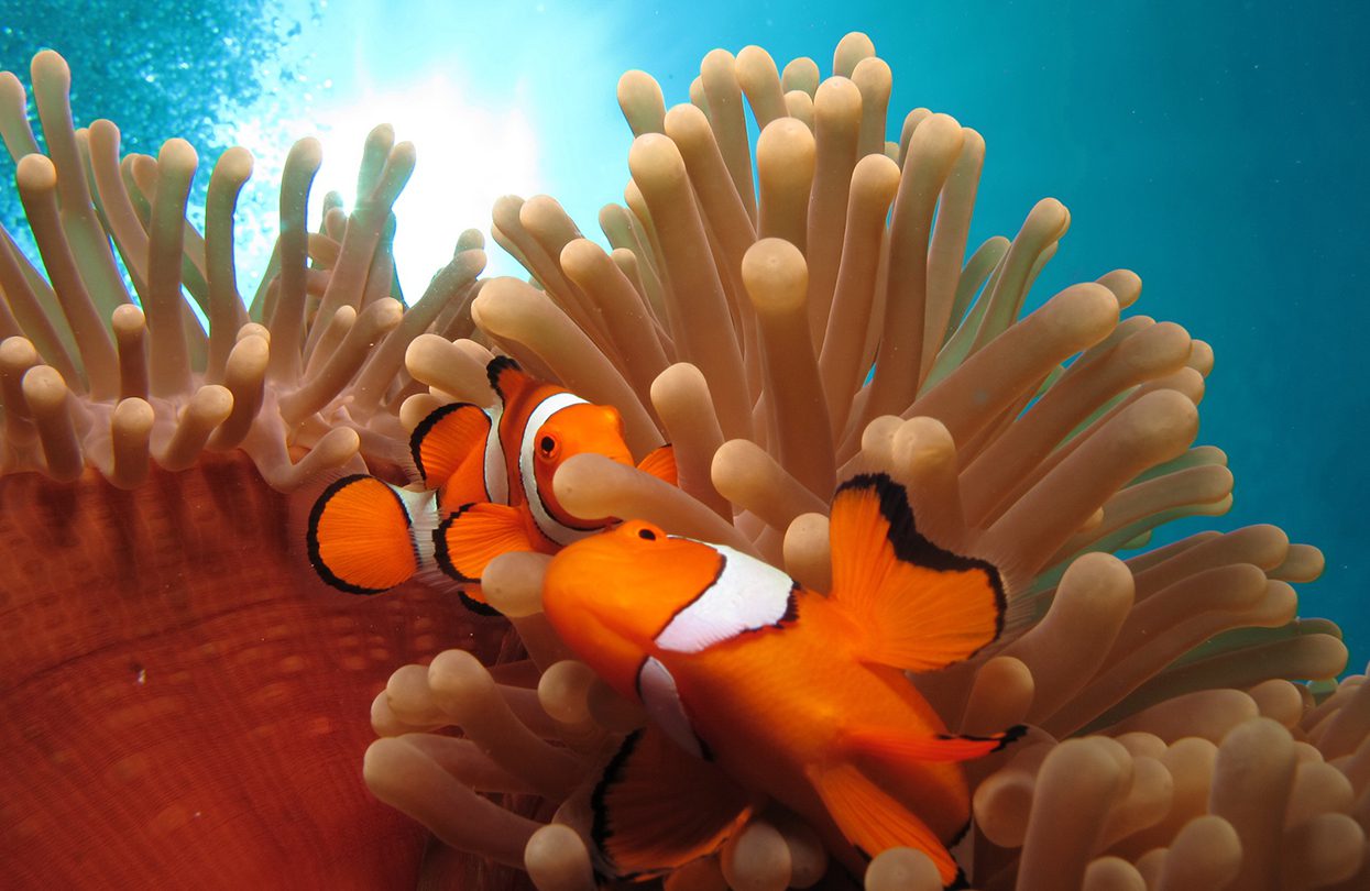 Clownfish, Great Barrier Reef, QLD credit Tourism Port Douglas and Daintree