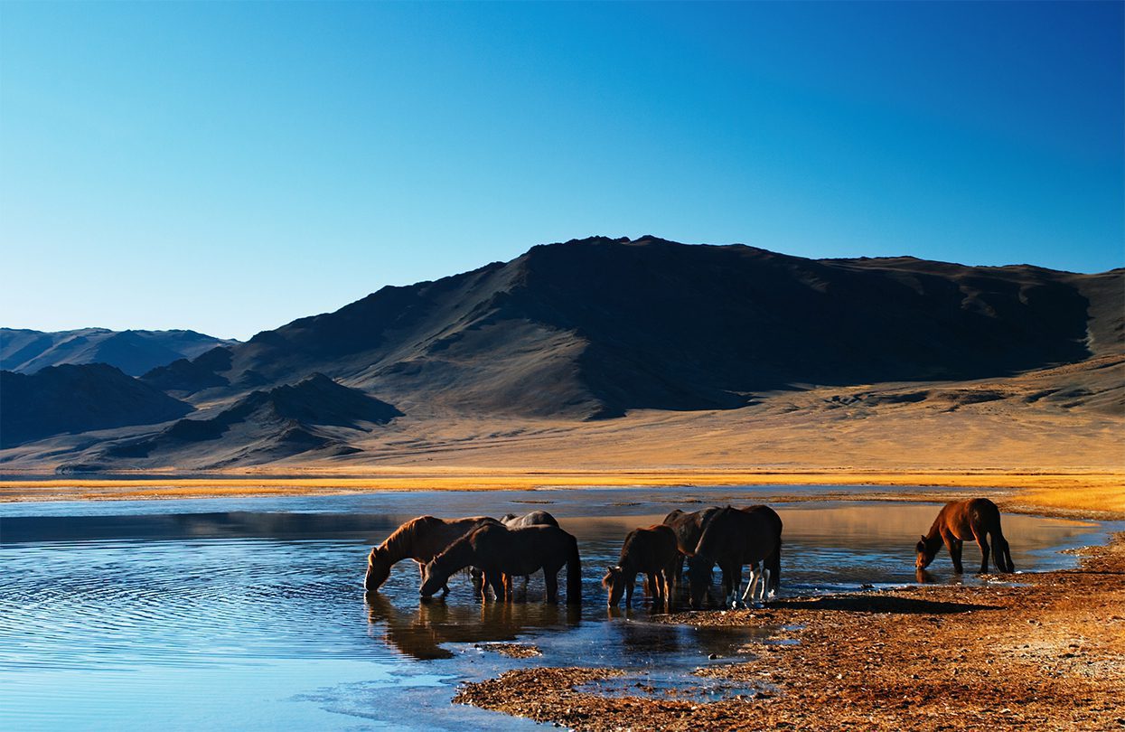 Horses in Mongolian wilderness, by Dmitry Pichugin