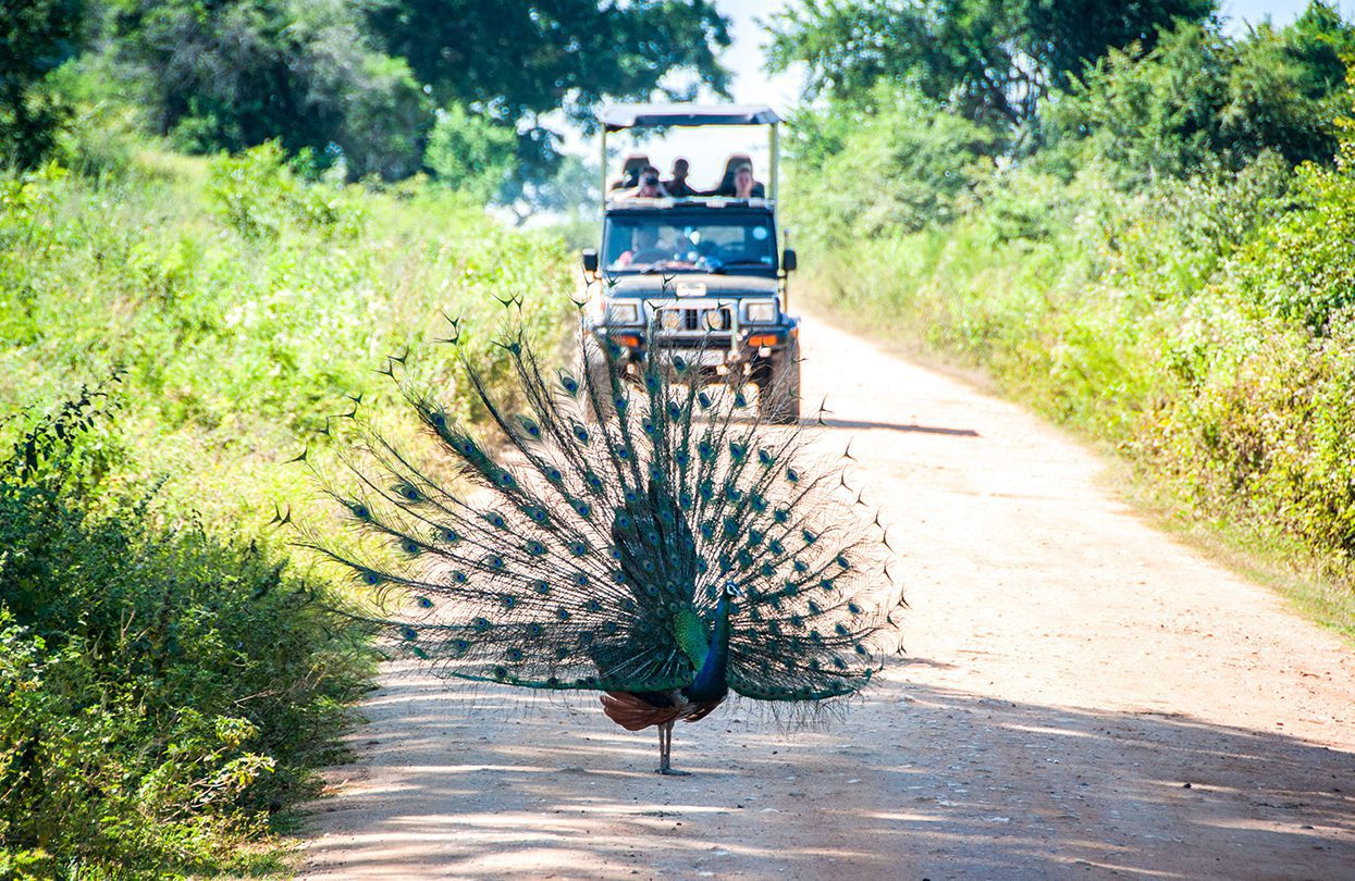 Peacock with an open tail stopped on the road in front of a jeep on a safari in Udawalawa national park, by Casalinga
