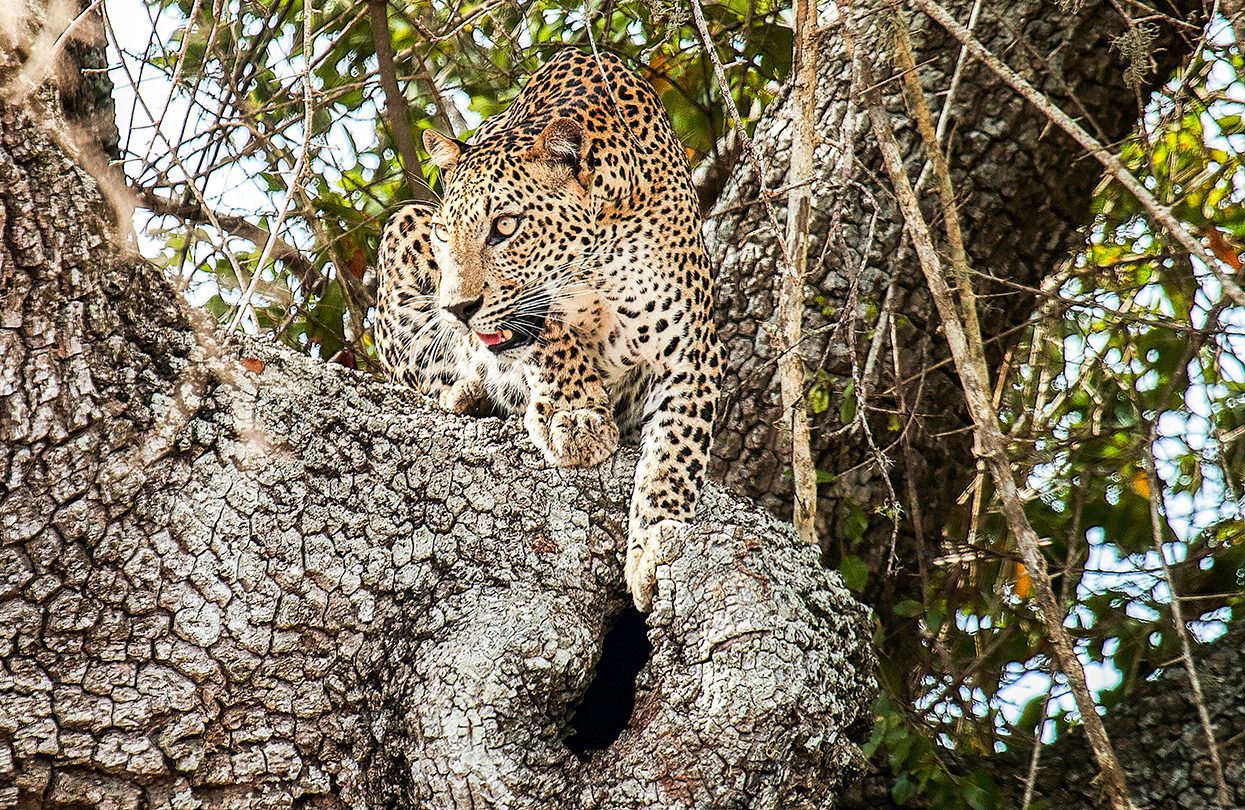 Leopard movement- Yala National Park, Sri Lanka, by ASIRI62