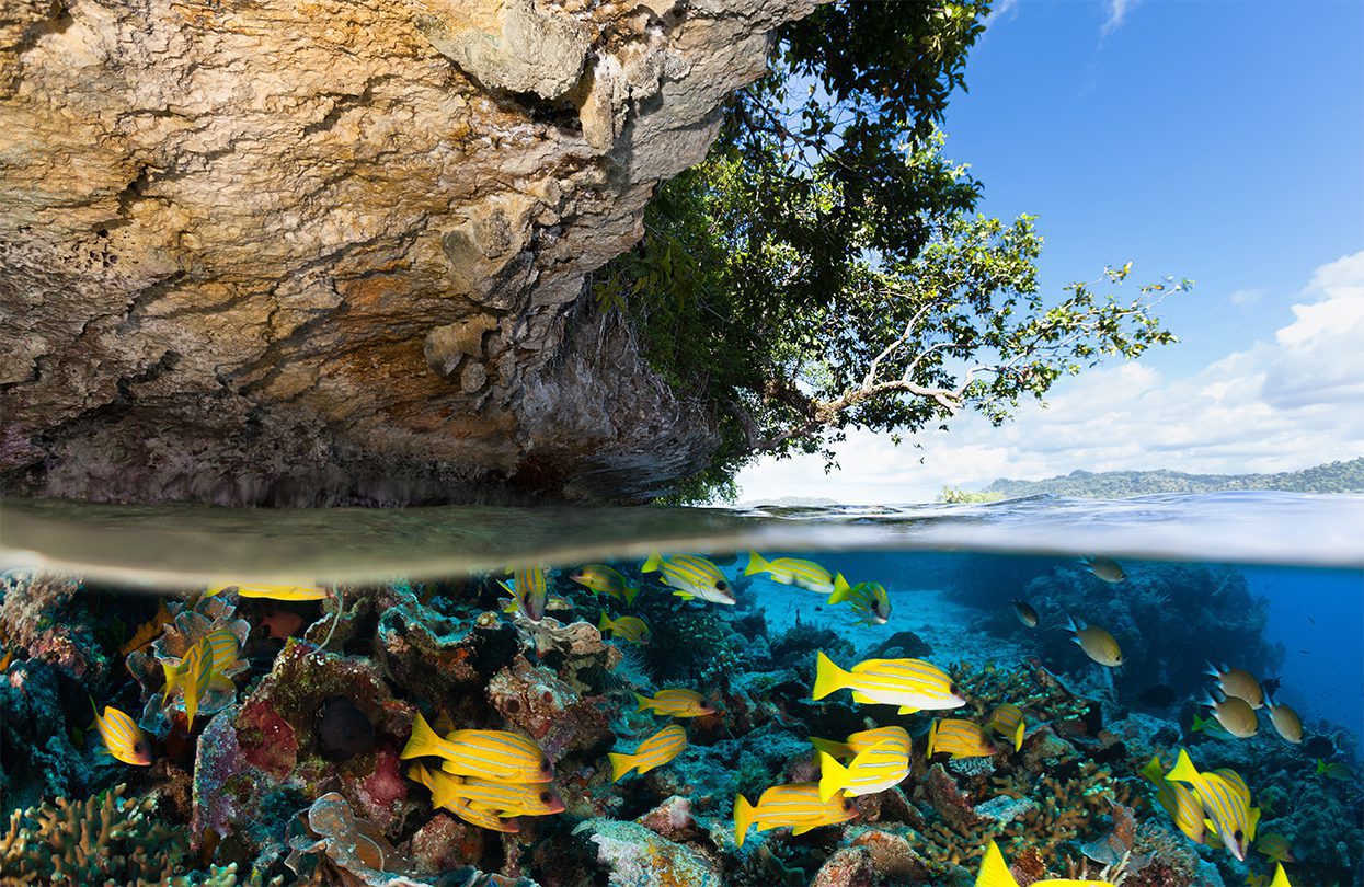 Life beneath the water’s surface in Raja Ampat