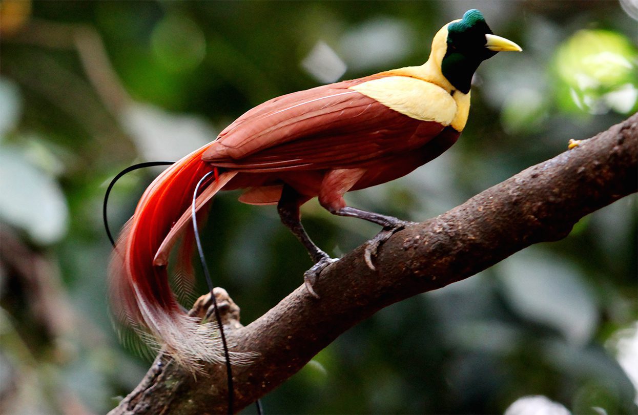 Raja Ampat’s red bird of paradise