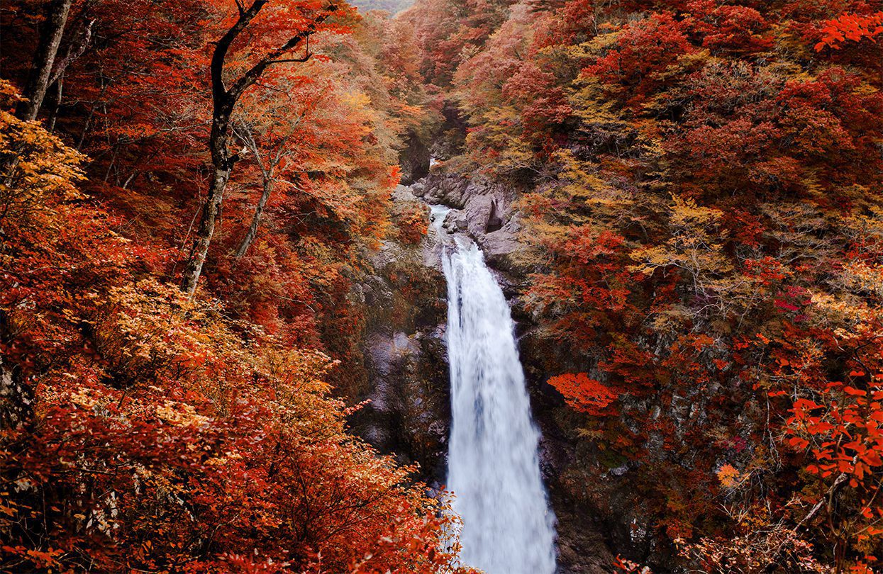 Famous Akiu Waterfall in Akiu Osen with vibrant red autumn forest, Sendai by Pixhound