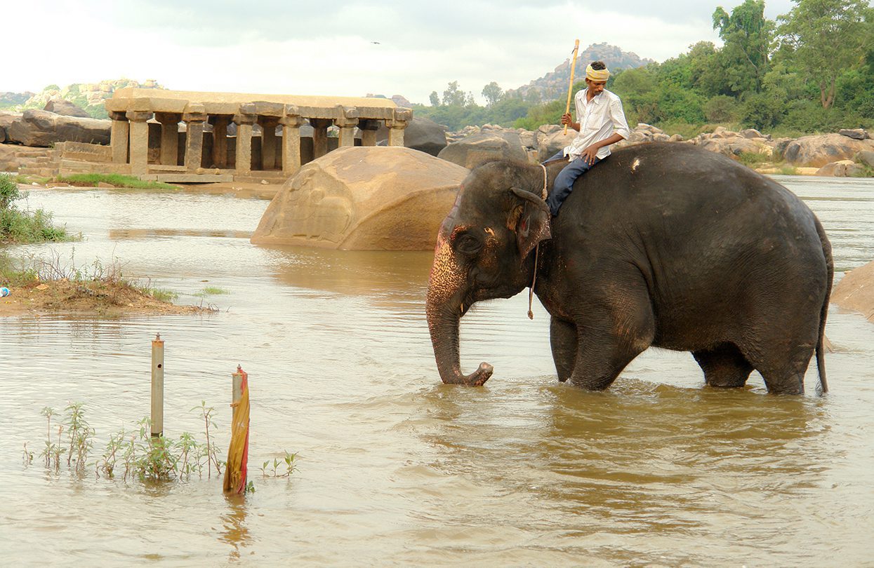 The temple elephant takes a ritual bath in the river every morning