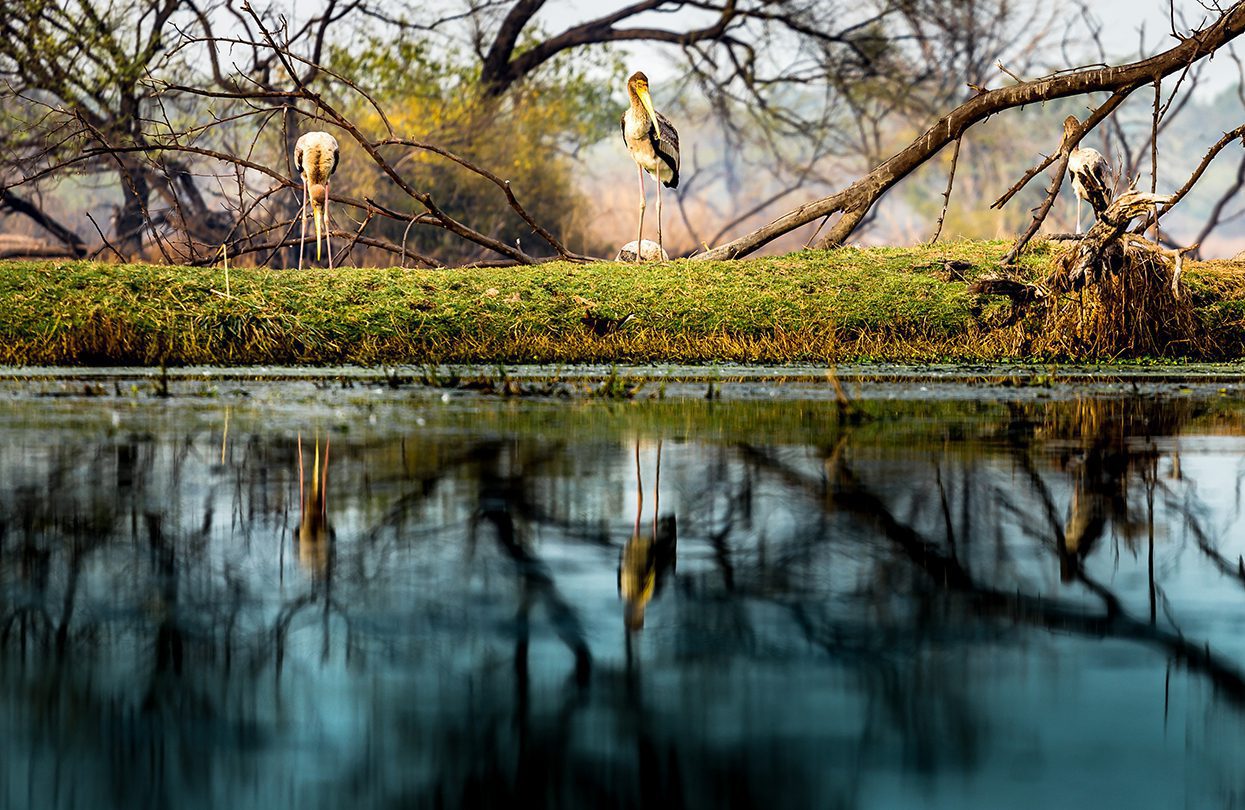 Painted stork bird in forest of Keoladeo national park, Bharatpur, by Ram Kay