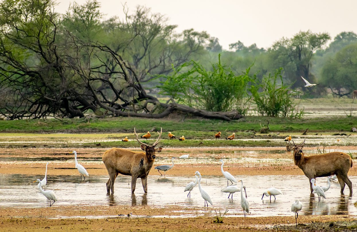 Deers and birds, Bharatpur Bird Sanctuary, by Sondipon