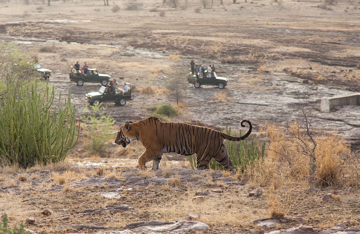 Tourists on safari photograph a wild tiger as it walks through the jungle in Ranthambore National Park, By James Player