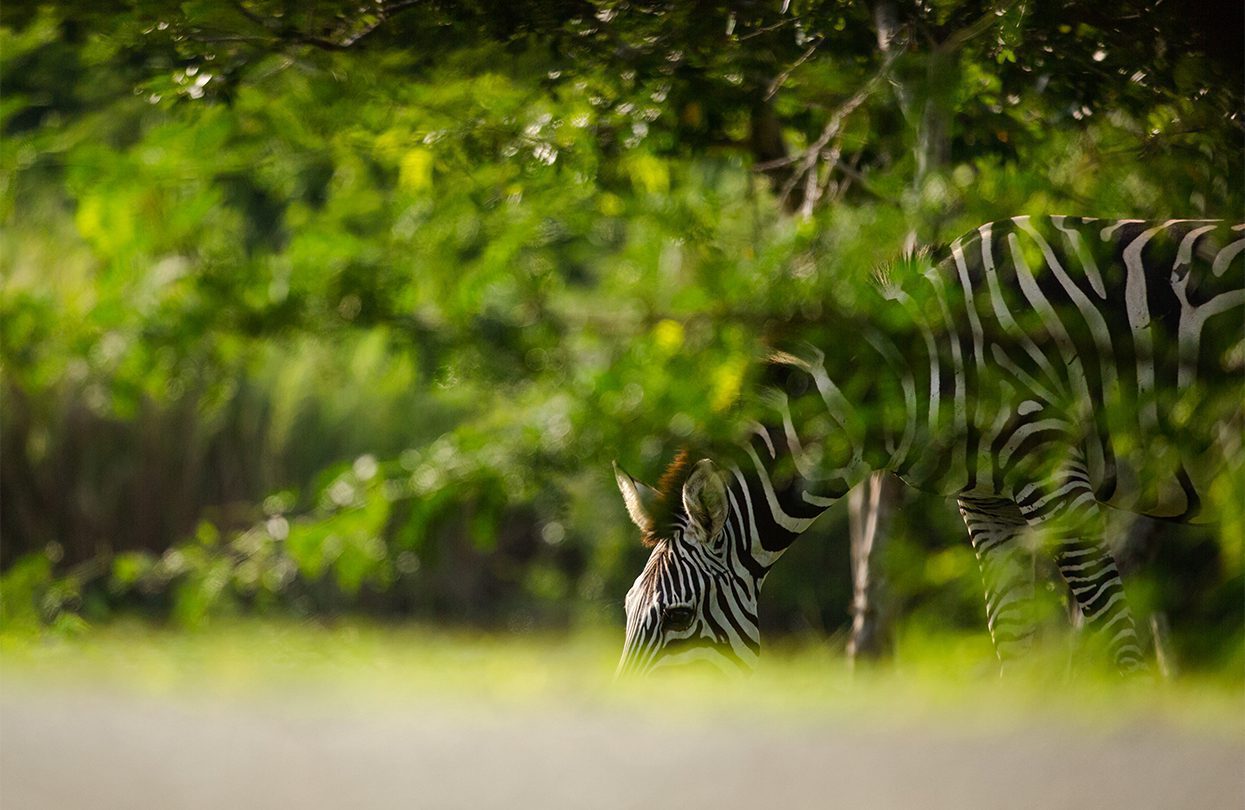 Zebras found around the eco luxe property in Costalegre, by Davis Gerber