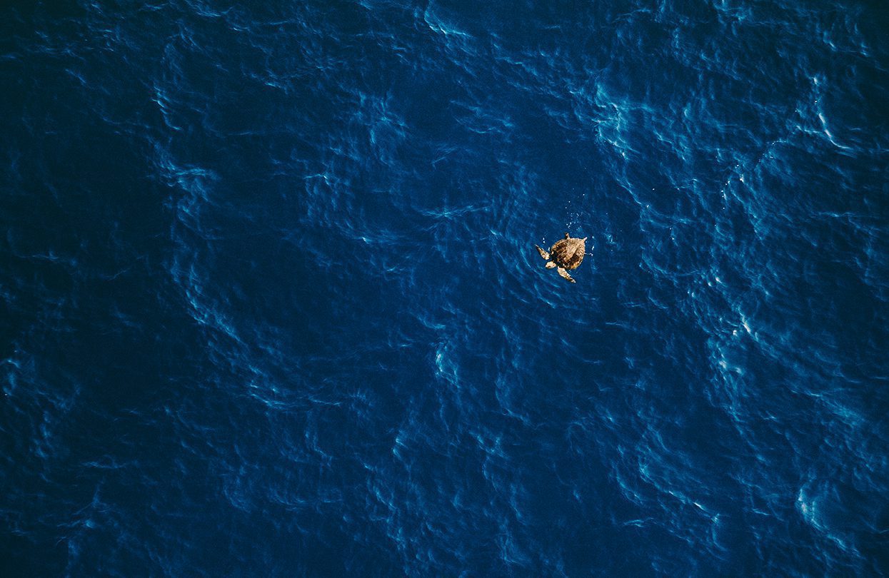 CUIXMALA's deep blue marine life, by Davis Gerber
