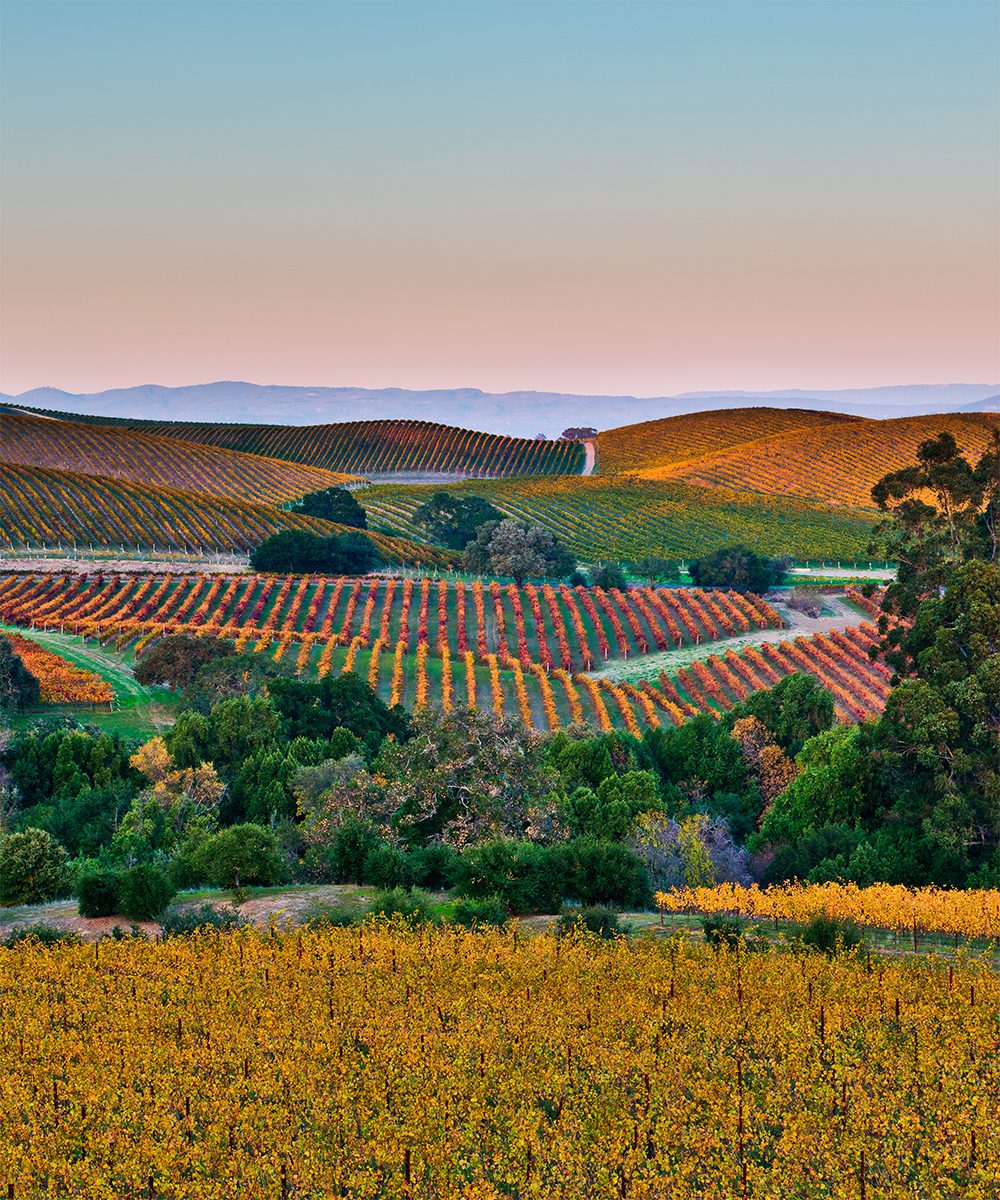 Fall color drapes the rolling hills of Napa and Sonoma Valleys, by jared ropelato