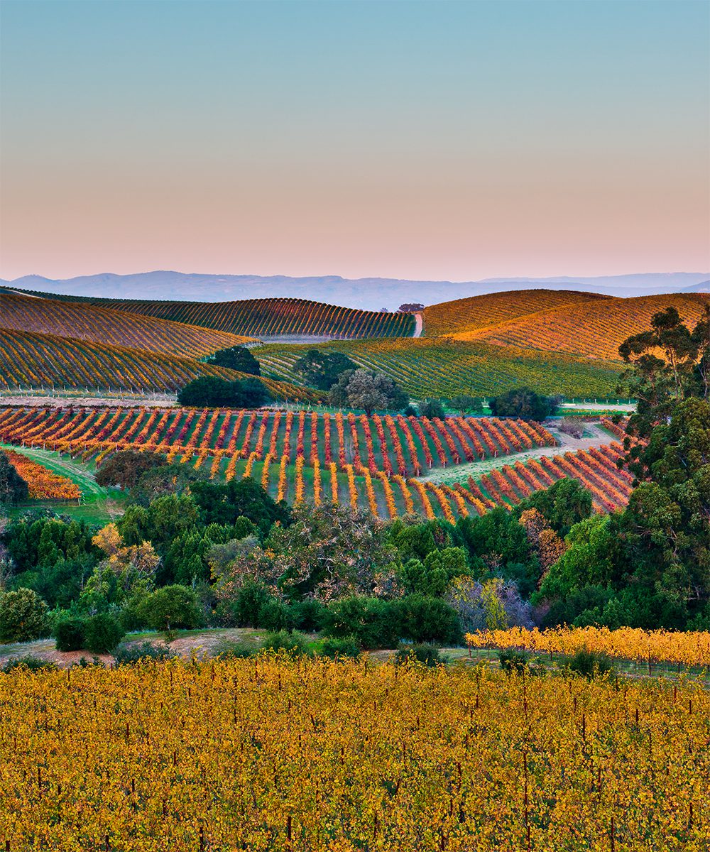 Fall color drapes the rolling hills of Napa and Sonoma Valleys, by jared ropelato
