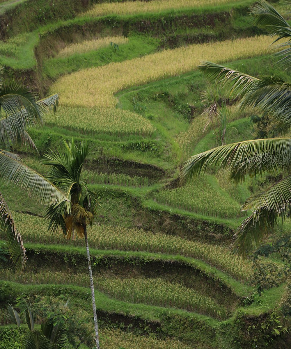 Tegallalang rice terraces in Bali