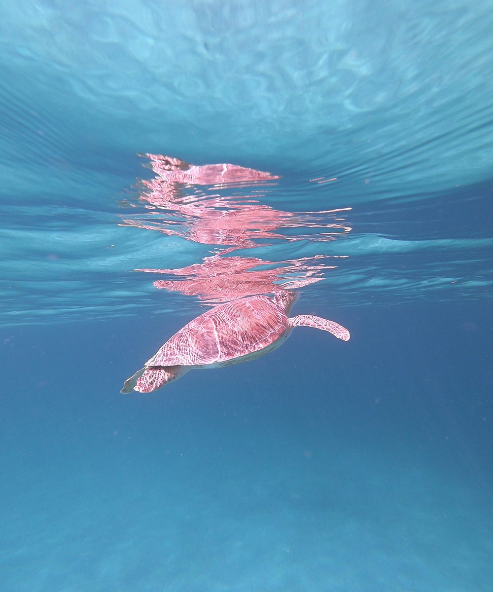 A green sea turtle comes up for air in Mustique