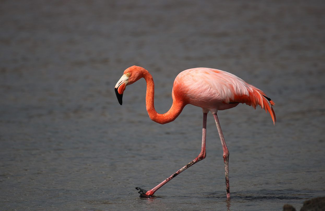 Flamingo in Galapagos