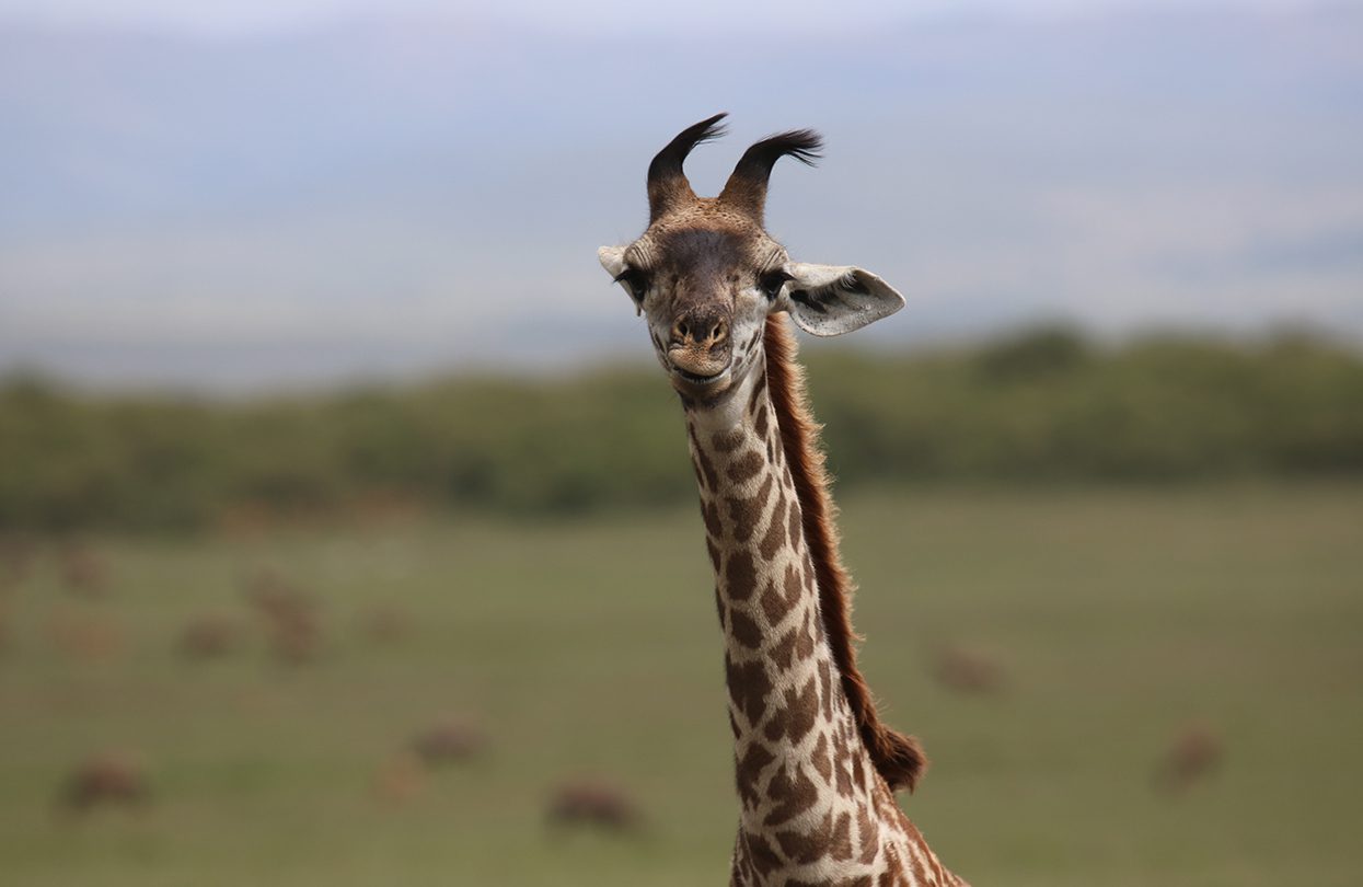 Giraffe in the Maasai Mara