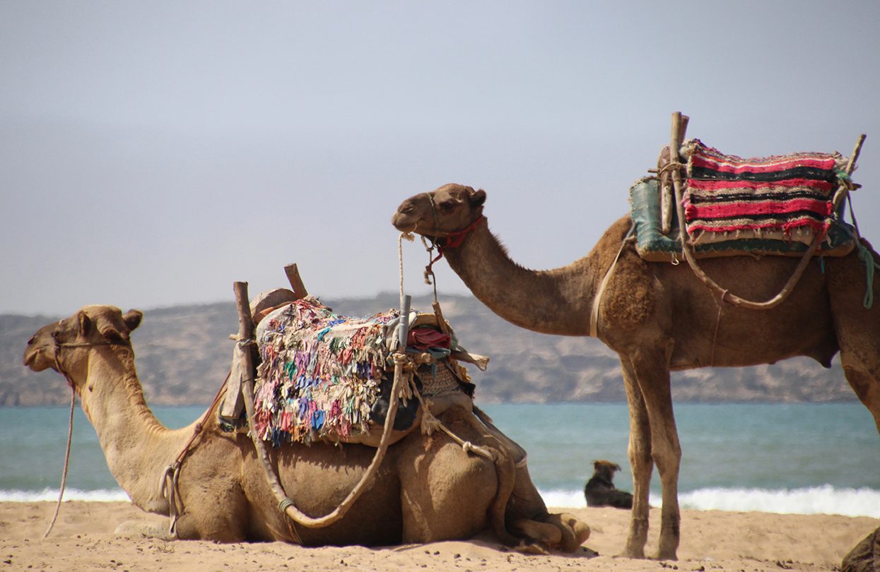 Camels on the beach in Essaouira, Morocco