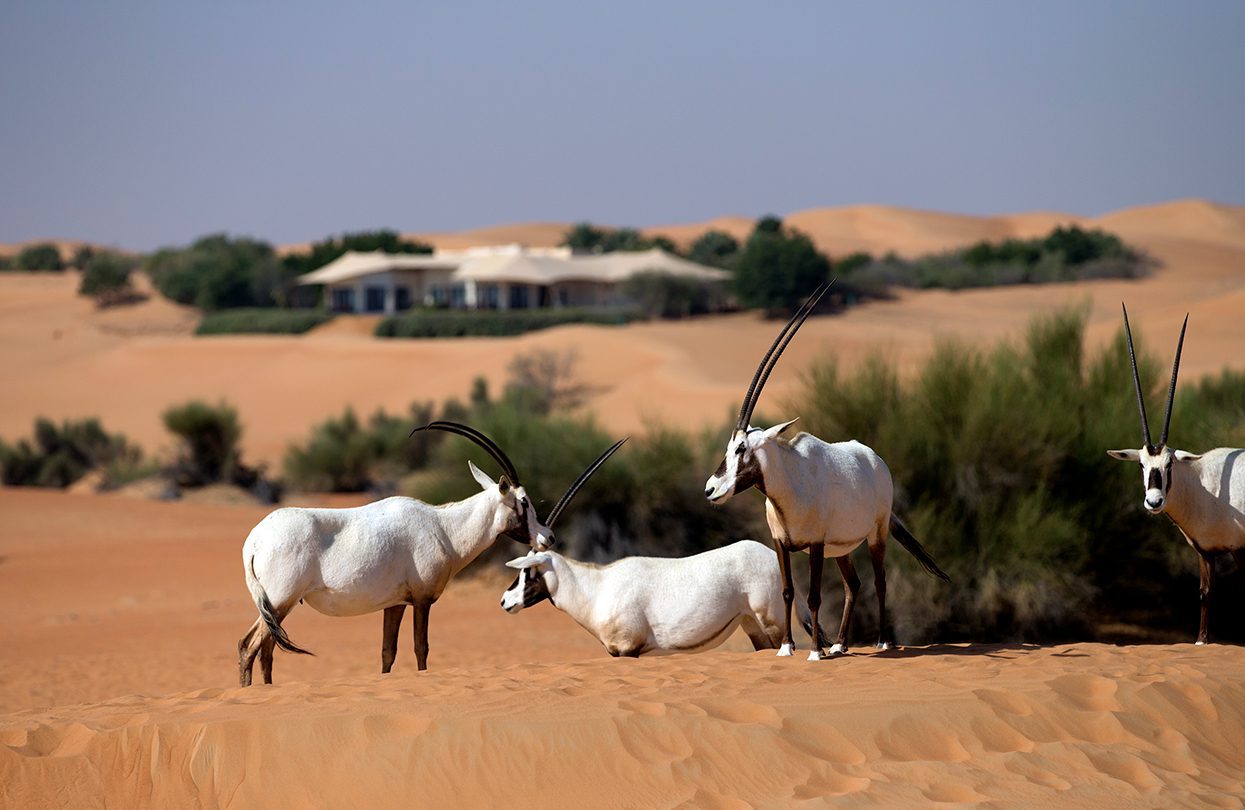 Al Maha Desert Resort, UAE