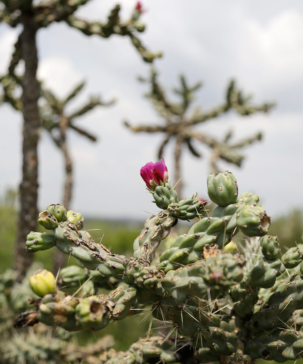 Flowering Cactus at El Charco Del Ingenio