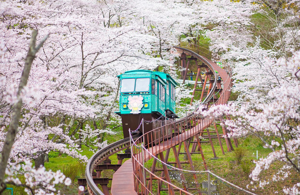 Sendai Cherry Blossom