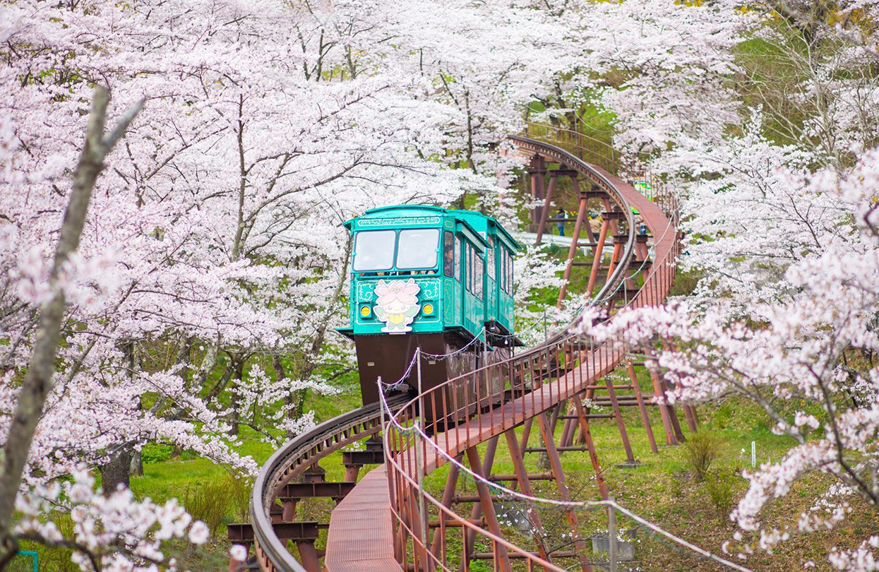 Sakuras In Sendai, An Experience Of A Lifetime