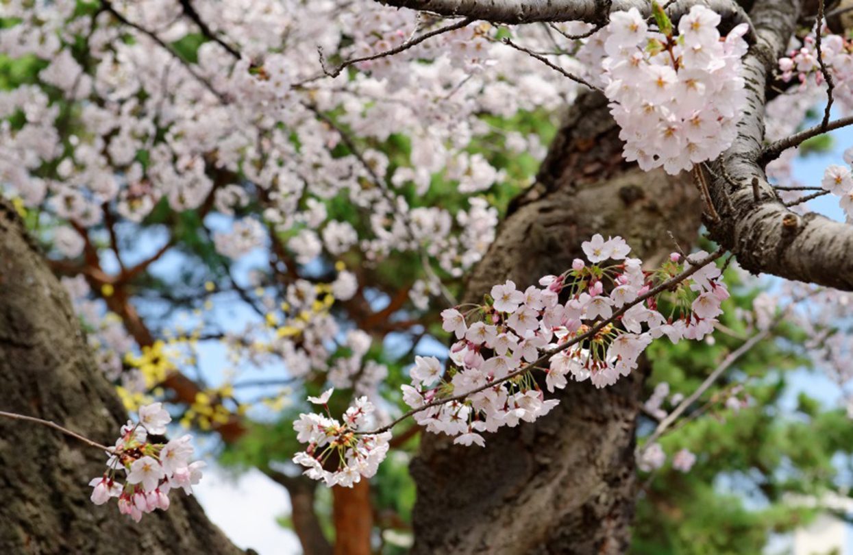 Sendai Sakura