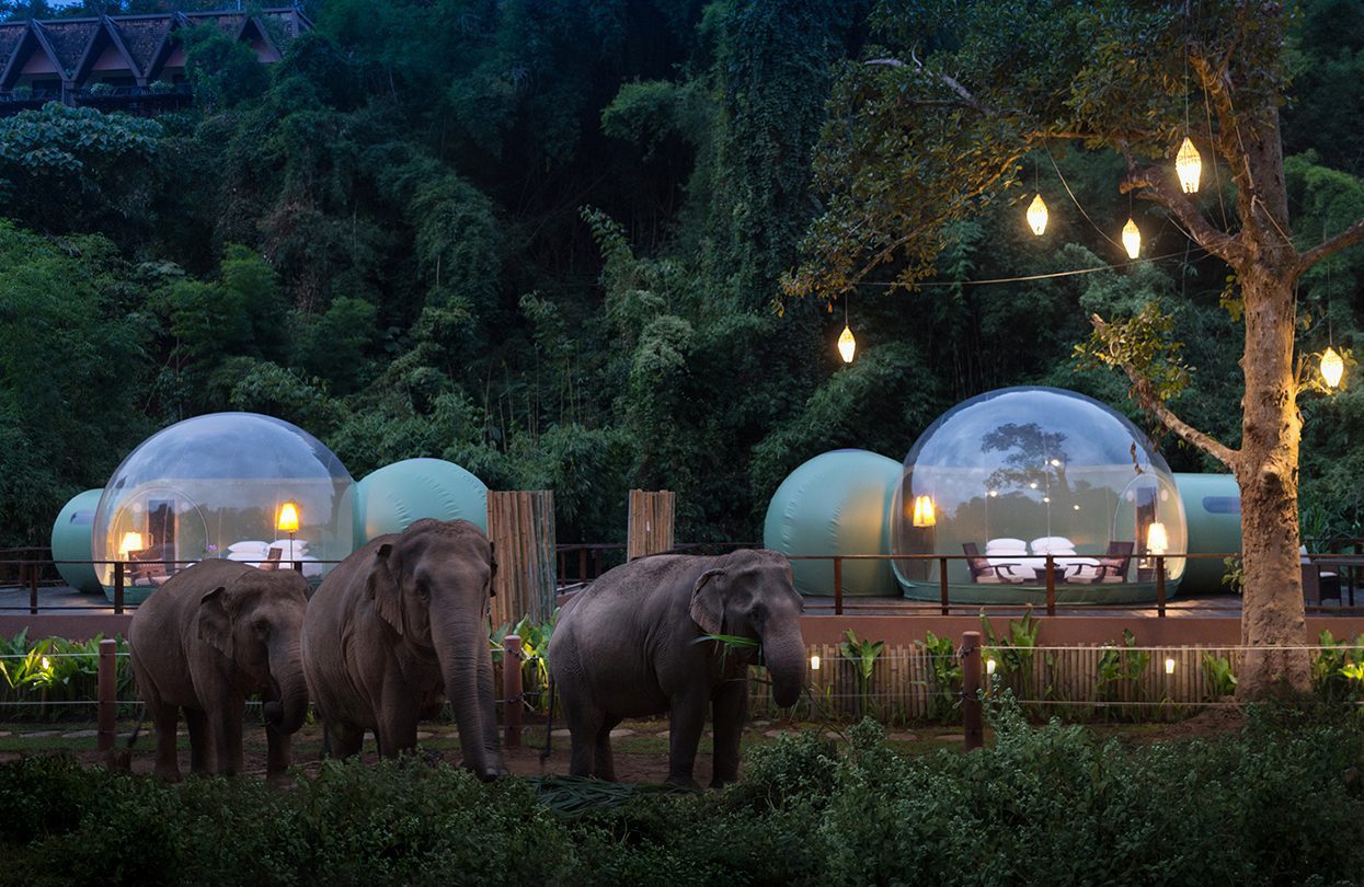 An Audience With Asian Elephants From Inside Chiang Rai’s Jungle Bubbles